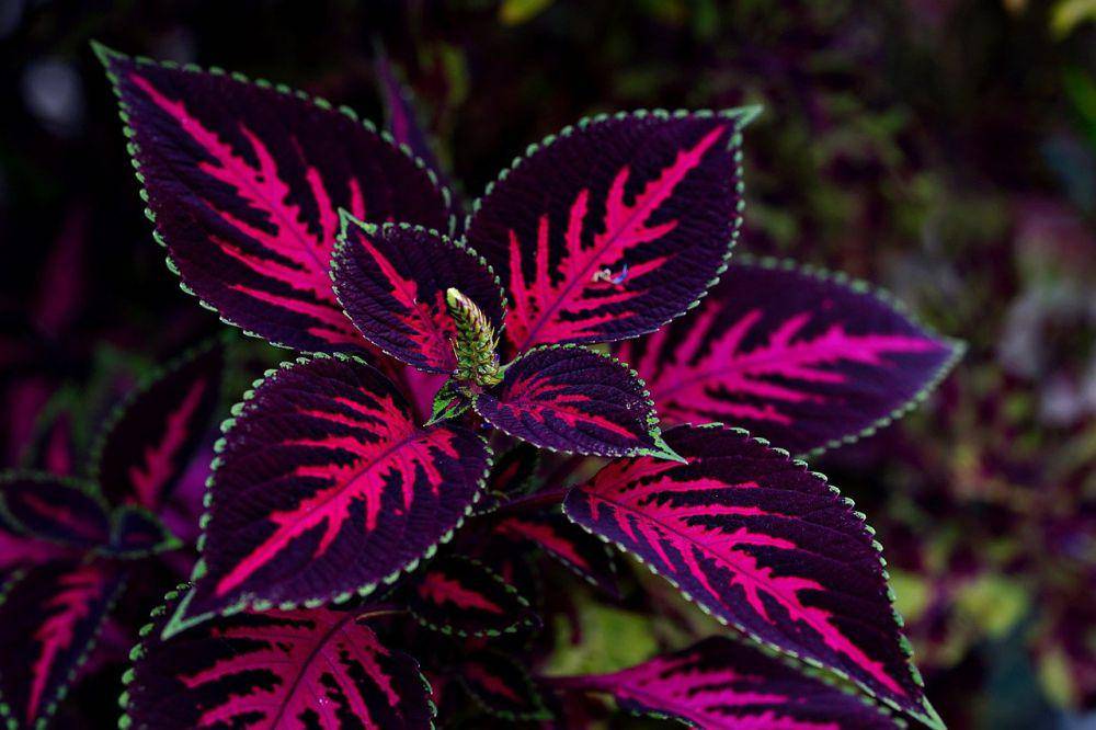 ilustrasi coleus (pixabay.com/ignartonosbg)