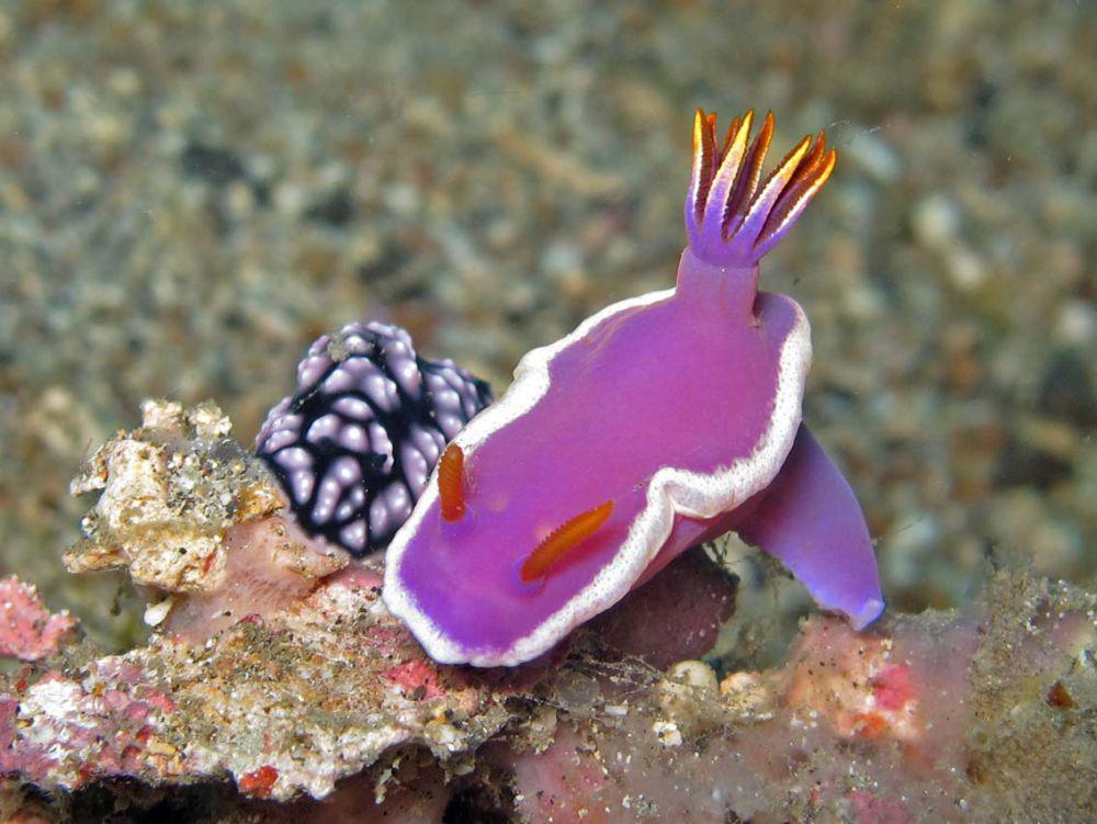 5 Fakta Hypselodoris Variobranchia, Hidup di Perairan Tropis!