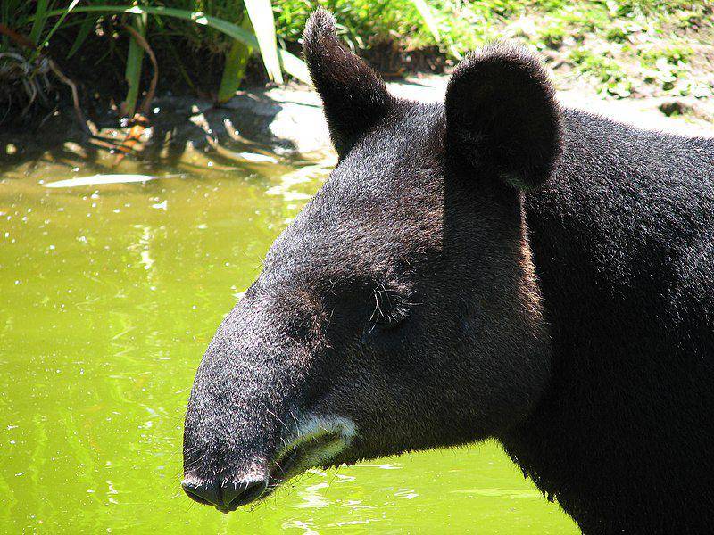 potret tapir gunung koleksi Kebun Binatang San Francisco (commons.wikimedia.org/Antti T. Nissinen)