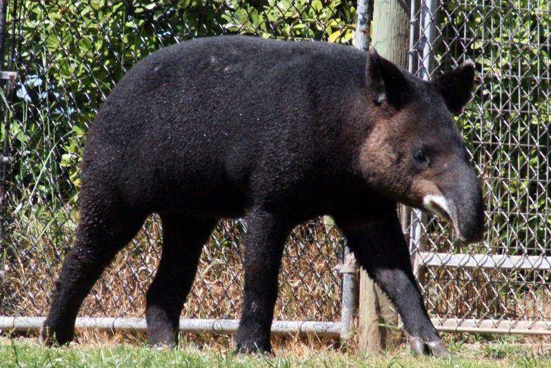 tampilan sekujur tubuh tapir gunung (commons.wikimedia.org/Just chaos)