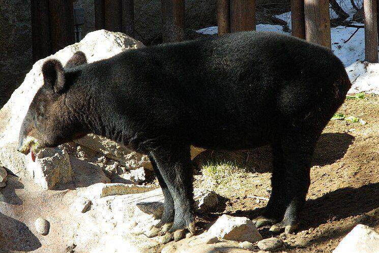 tapir gunung koleksi Cheyenne Mountain Zoo, Colorado (commons.wikimedia.org/Obeastly)