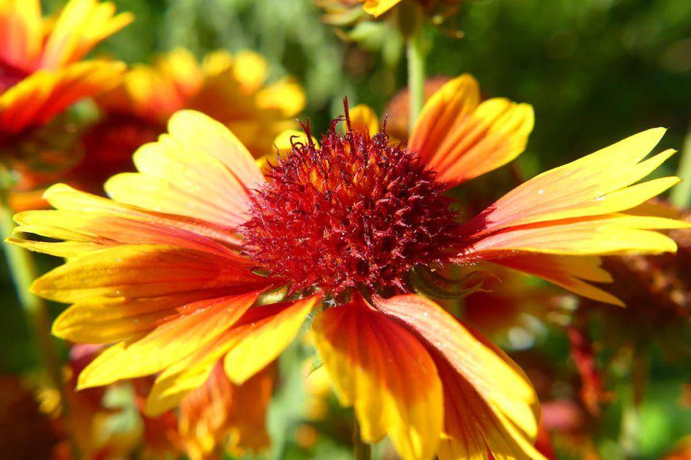 ilustrasi tanaman hias blanket flower (pexels.com/Simon Schlee)