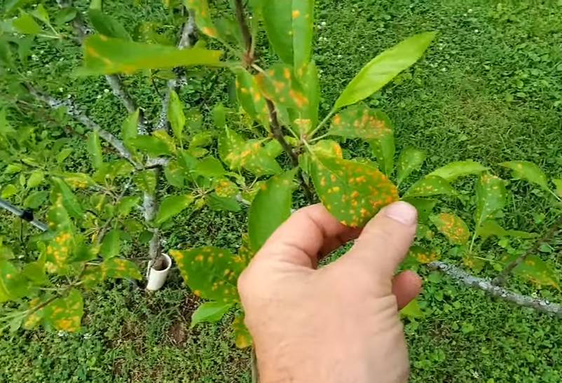 ilustrasi daun yang terkena penyakit cedar-apple rust (youtube.com/The Homestead Consultant)