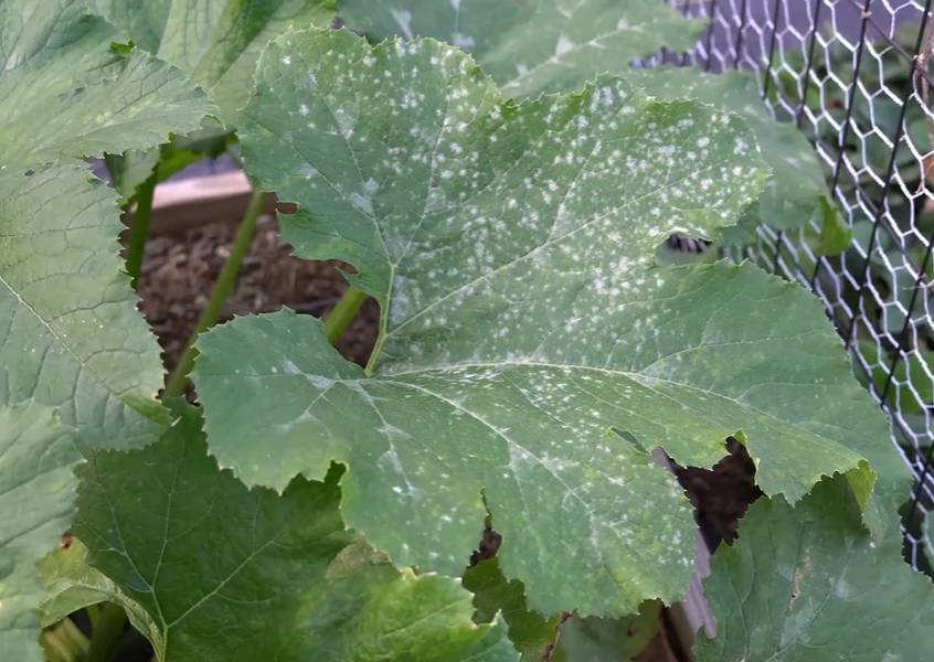 ilustrasi tanaman yang terkena penyakit powdery mildew (youtube.com/2 Minute Garden Tips)