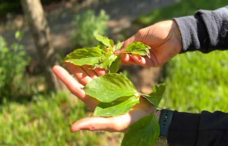 ilustrasi dogwood anthracnose (youtube.com/ TreesUpstate)