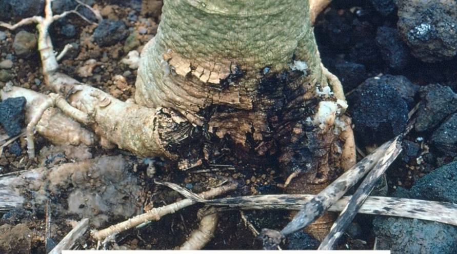 ilustrasi Phytophthora root rot (youtube.com/BIO GARDEN)