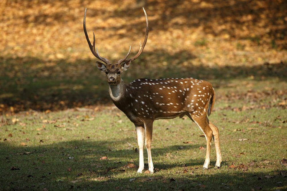 6 Spesies Rusa di Indonesia, Banyak yang Populasinya Menurun | IDN Times
