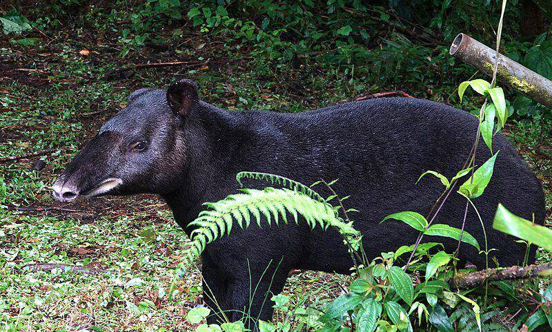 tampilan tapir gunung (commons.wikimedia.org/desertnaturalist)
