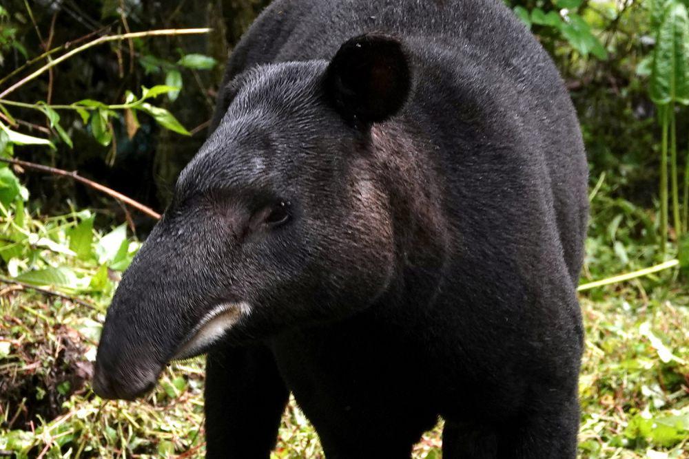 7 Fakta Unik Tapir Gunung, Spesies Terlangka dan Paling Fluffy!
