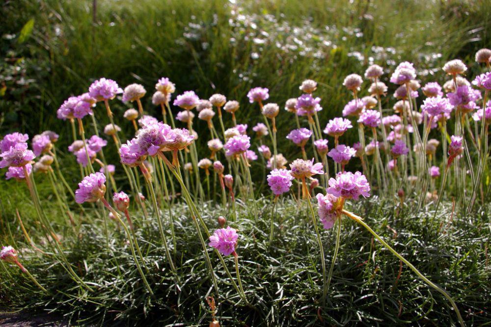 Tanaman sea thrift (commons.wikimedia.org/Christine Matthews)