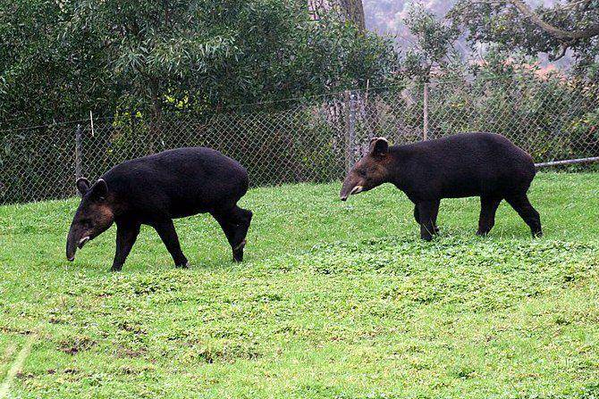 tapir gunung koleksi Kebun Binatang San Francisco, California (commons.wikimedia.org/Brocken Inaglory)