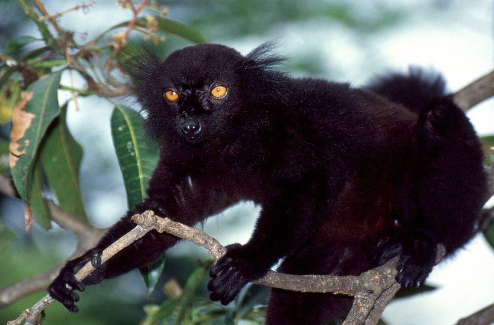 5 Fakta Lemur Hitam, Betina Dapat Menolak Jantan untuk Kawin