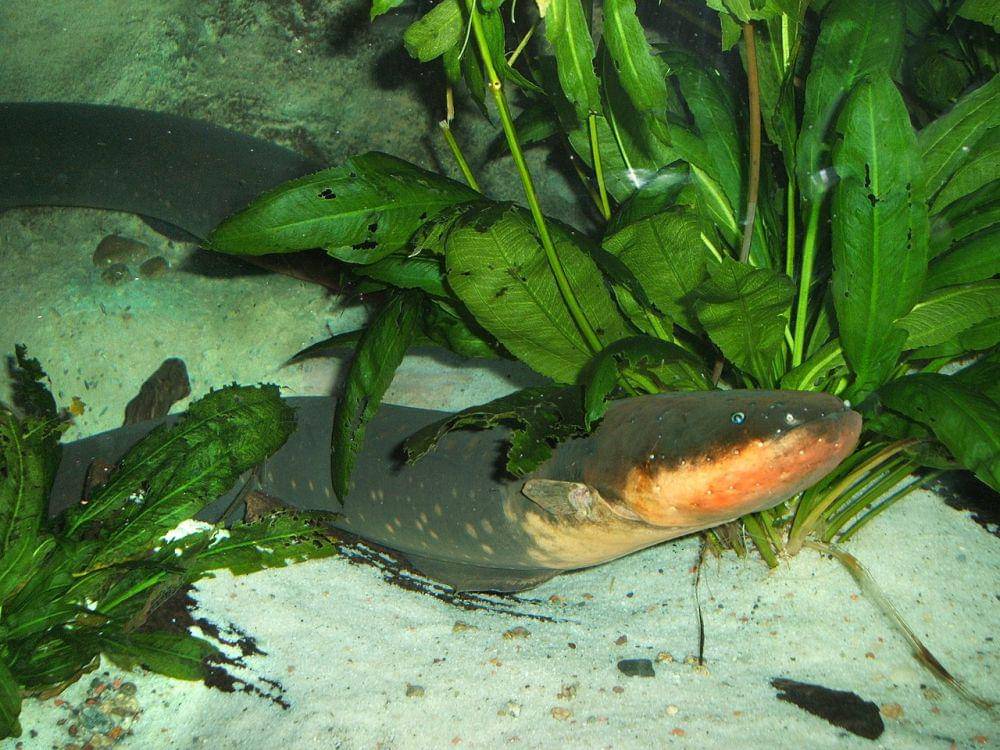 Belut listrik (commons.wikimedia.org/Steven G. Johnson)