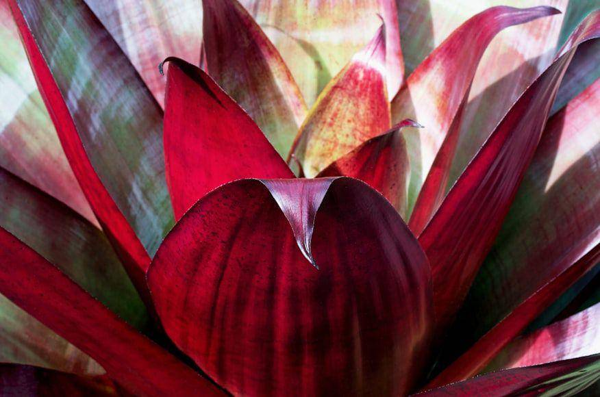 ilustrasi bromeliad (unsplash.com/David Clode)
