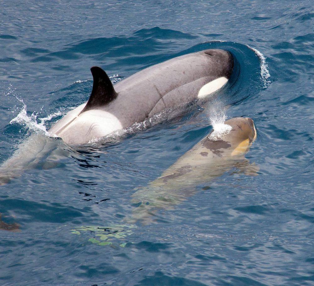 Orca (commons.wikimedia.org/Christopher Michel)