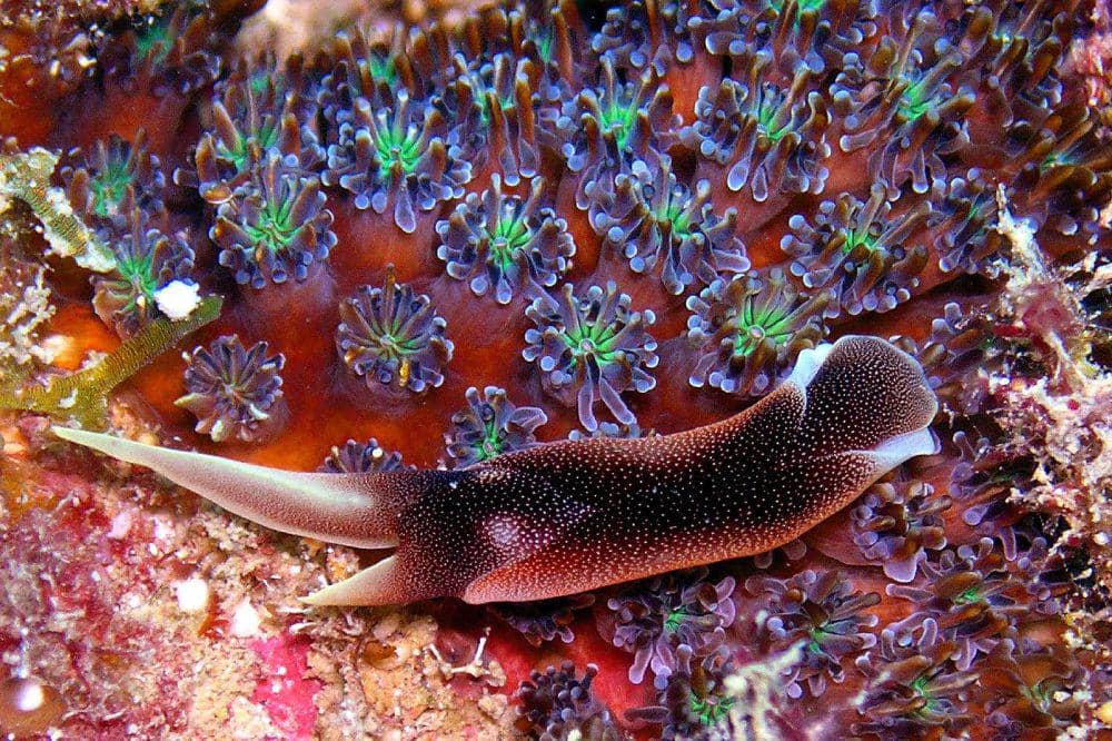 5 Fakta Chelidonura Amoena, Jadi Indikator Kesehatan Ekosistem Laut