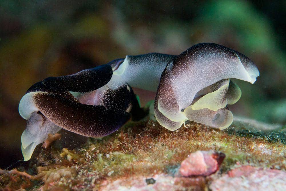 ilustrasi chelidonura amoena (flickr.com/Jeanhom Chen)