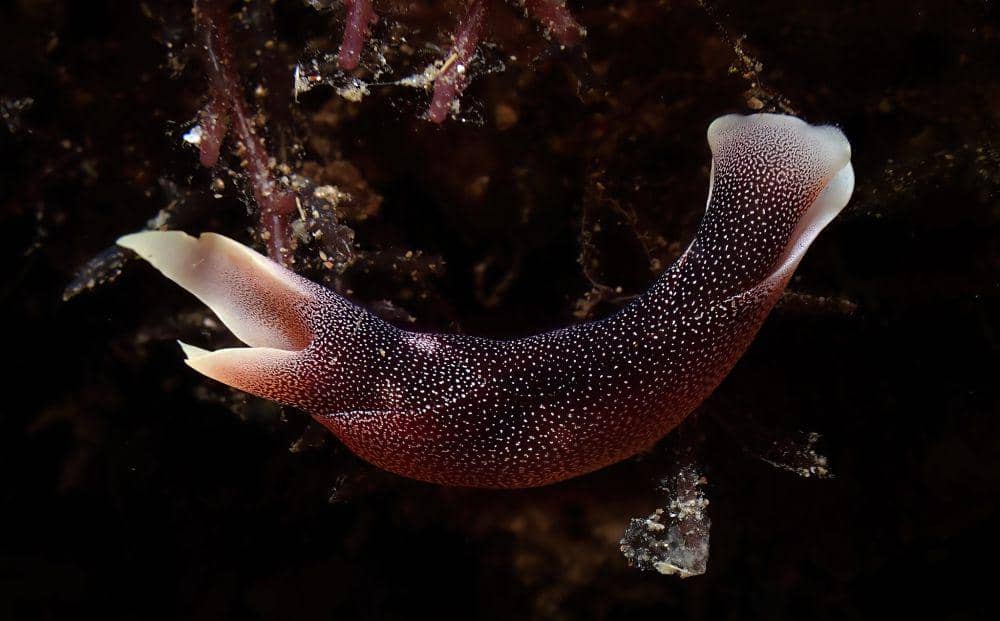 ilustrasi chelidonura amoena (flickr.com/Robin Gwen Agarwal)