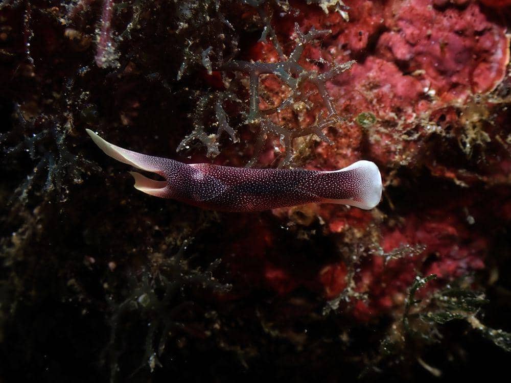 ilustrasi chelidonura amoena (flickr.com/Robin Gwen Agarwal)