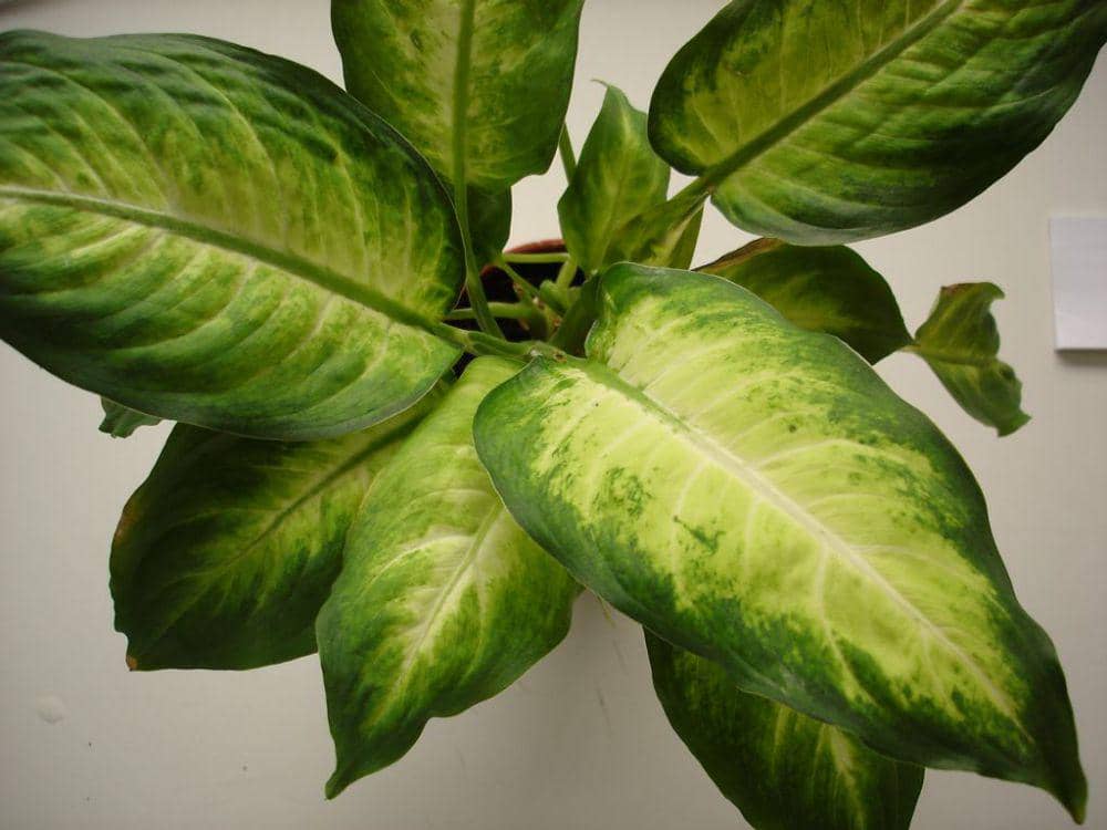 ilustrasi dieffenbachia (flickr.com/Pierre F.)