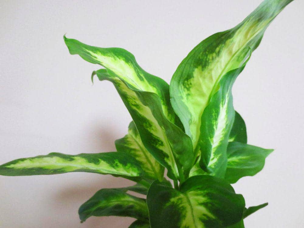 ilustrasi dieffenbachia (flickr.com/DianesDigitals)