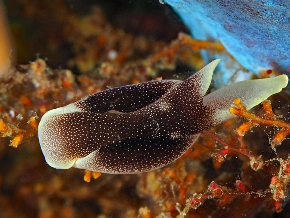 ilustrasi chelidonura amoena (flickr.com/divemecressi)