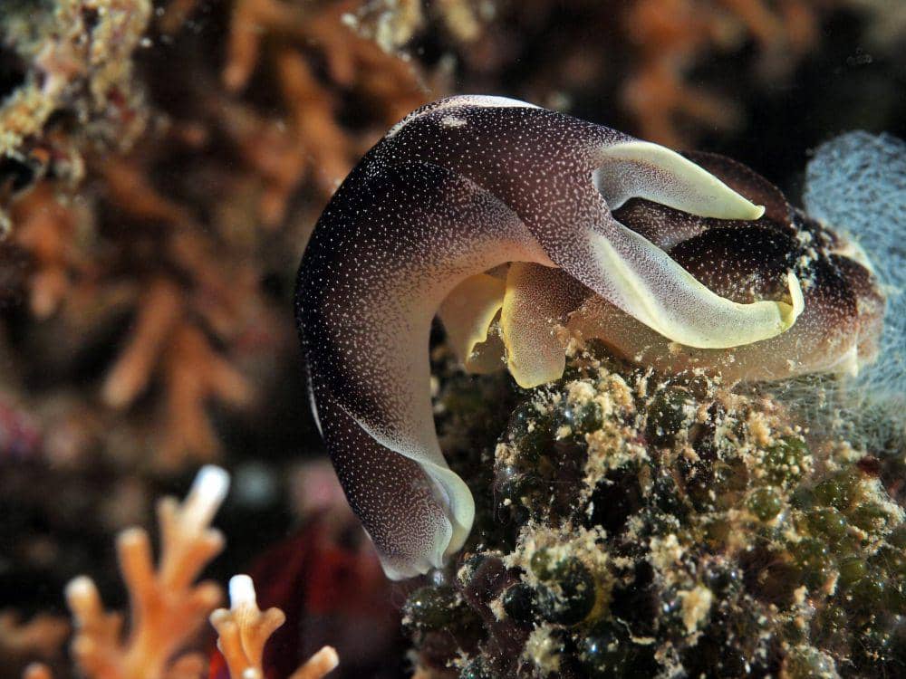 ilustrasi chelidonura amoena (flickr.com/divemecressi)