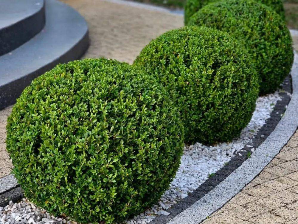 boxwood (instagram.com/hedgelover_)