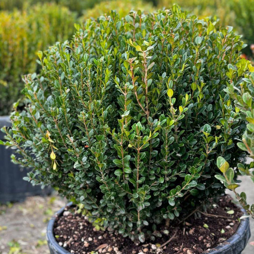 boxwood (instagram.com/grupplantpark_fidancilik)
