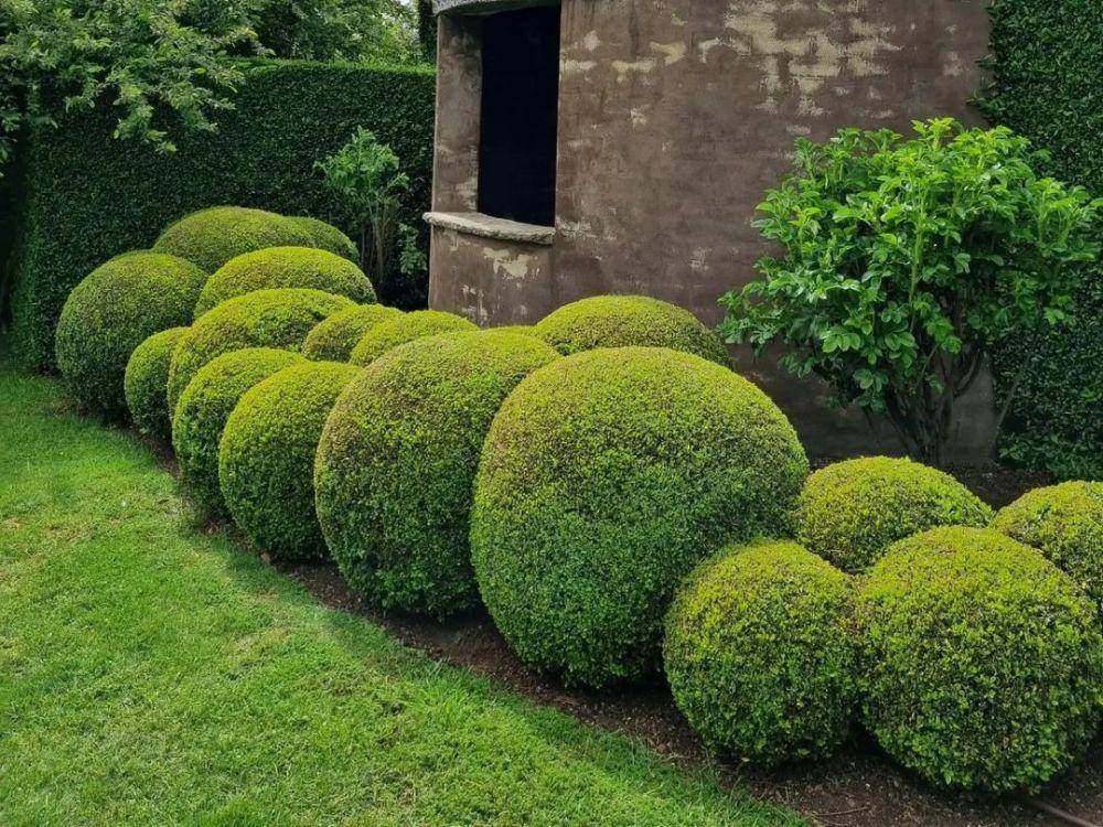 boxwood (instagram.com/southerncrossgardens)