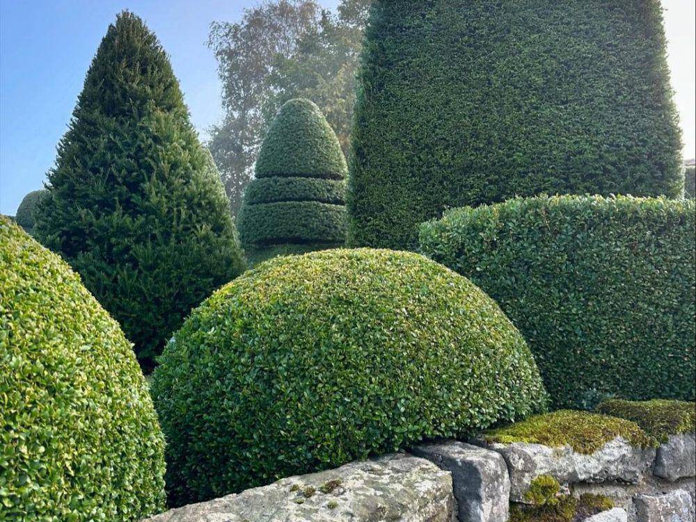 boxwood (instagram.com/our.english.topiarygarden)