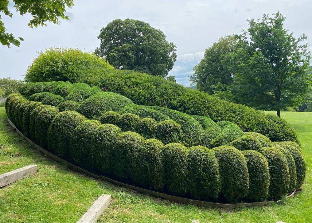 boxwood (instagram.com/james_todman)