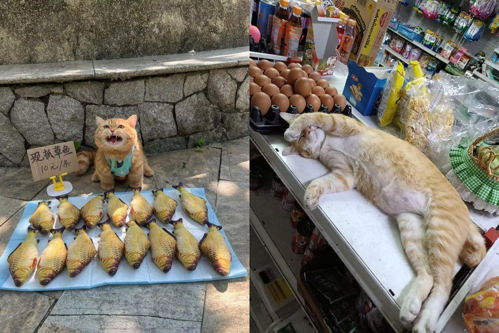10 Foto Lucu Kucing Oren Capek dan Muak Kerja, Pengen Resign!