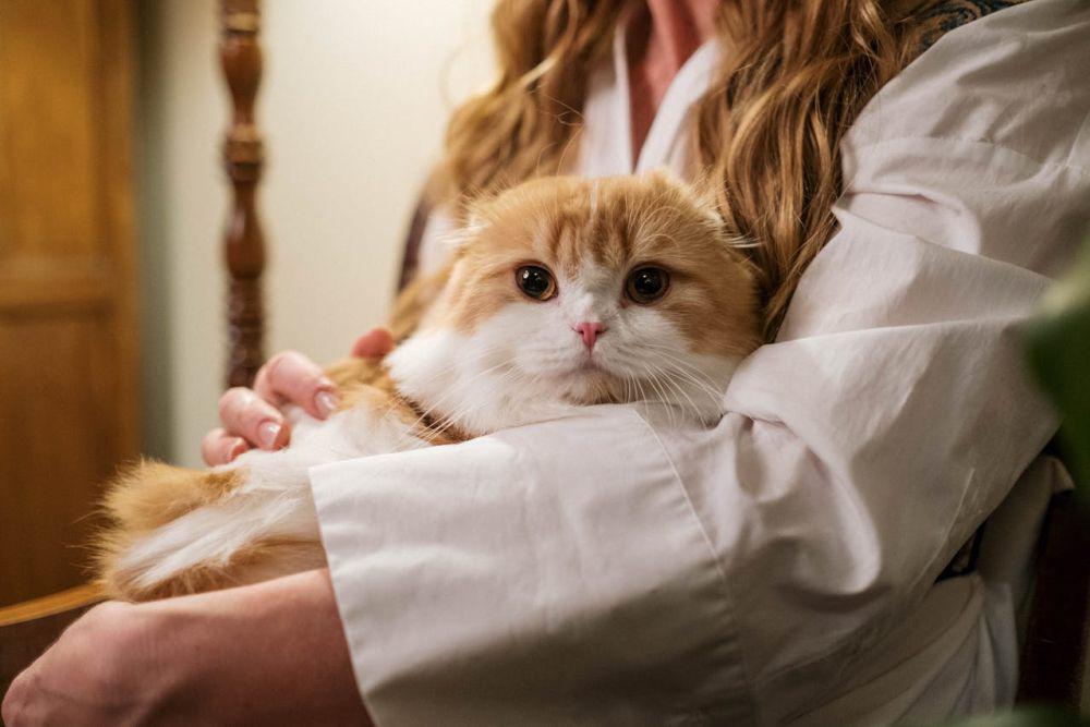 7 Ide Kado Bermakna untuk Pecinta Kucing, Berarti dan Menginspirasi