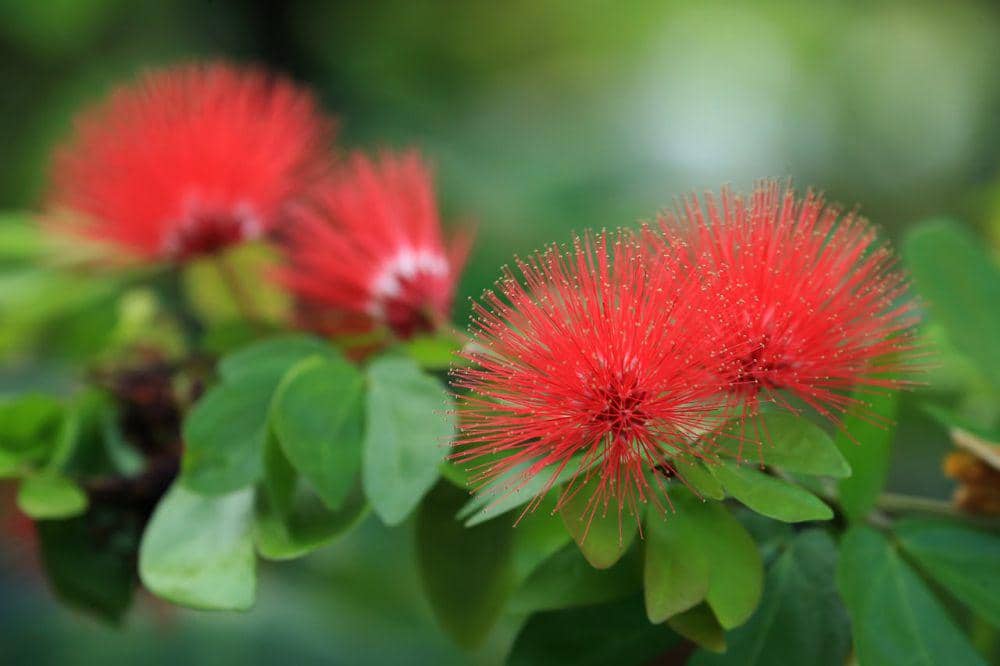 ilustrasi bunga ʻōhiʻa (pexels.com/Jeffry S.S.)