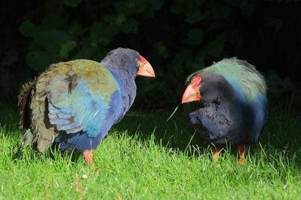 ilustrasi burung takahe (predatorfreenz.org)