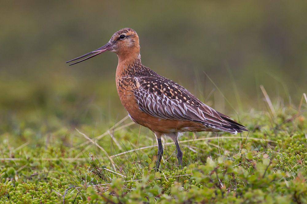 Bar-tailed godwit (commons.m.wikimedia.org/Andrea Trepte)