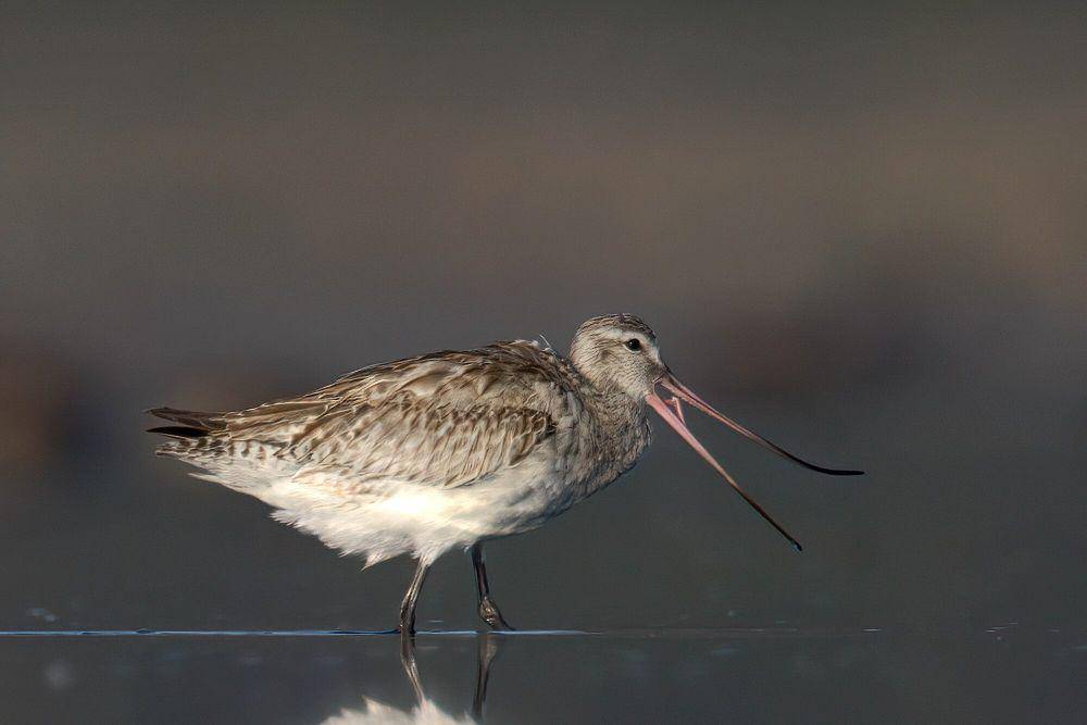 Bar-tailed godwit (commons.m.wikimedia.org/PotMart186)