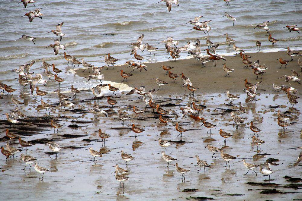 Bar-tailed godwit (commons.m.wikimedia.org/Mbreckwoldt)