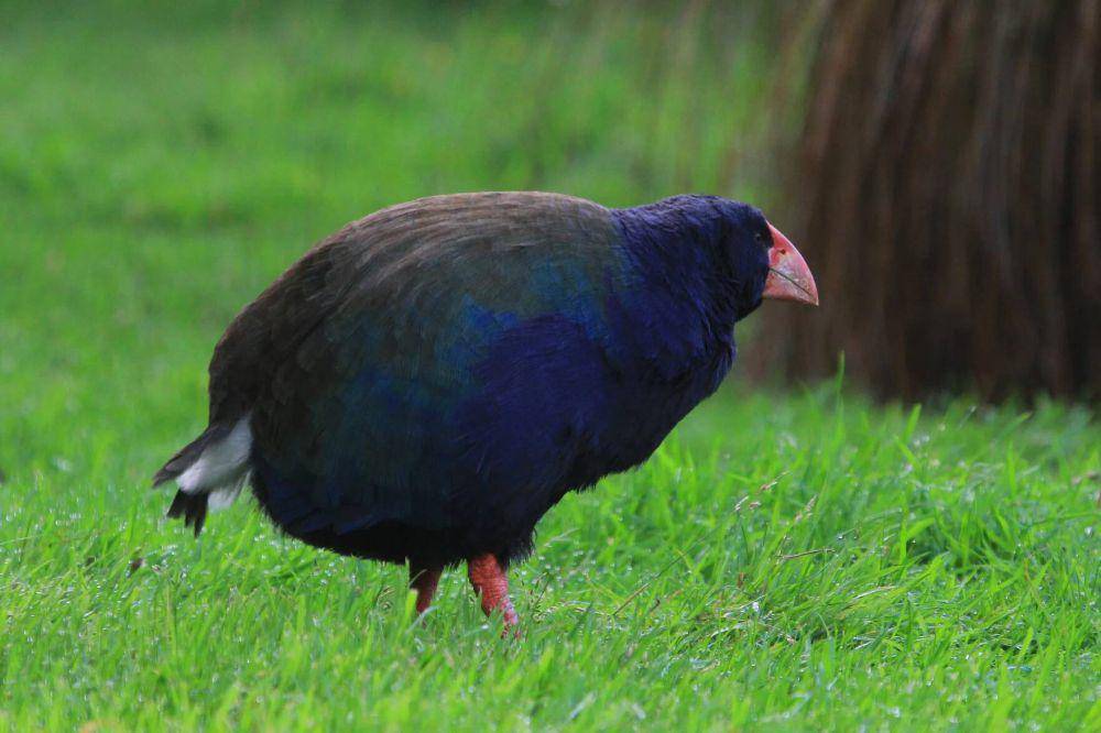ilustrasi burung takahe (birdguides.com)