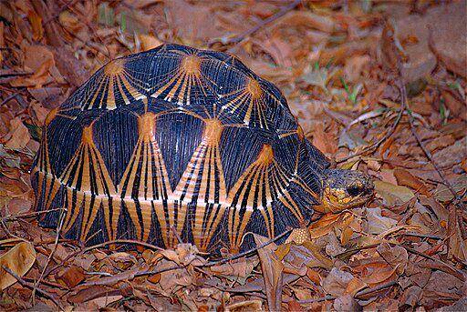 kura-kura radiata (commons.wikimedia.org/ Bernard Dupont)