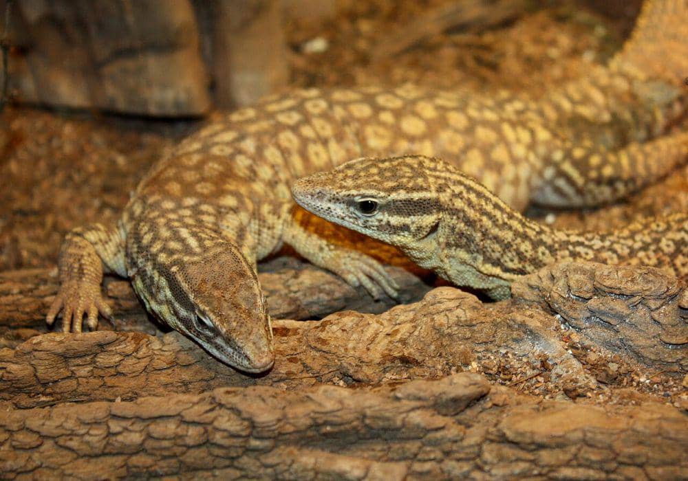 spiny-tailed monitor (commons.wikimedia.org/Ltshears)