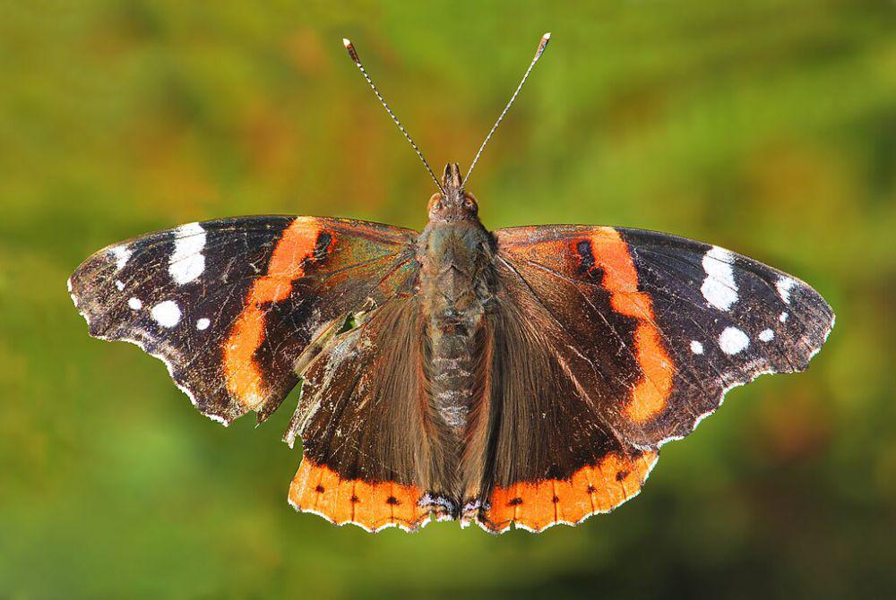 5 Fakta Red Admiral Butterfly, Migrasi Jauh untuk Mencari Iklim Hangat