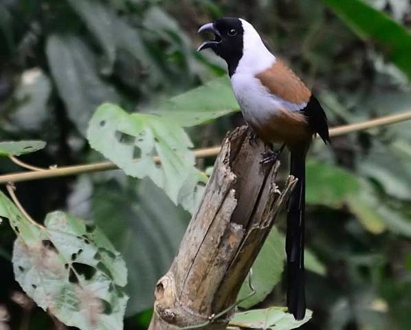 ilustrasi Dendrocitta frontalis (commons.wikimedia.org/Pkspks)