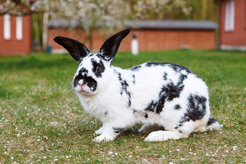 5 Fakta Kelinci Checkered Giant, Si Raksasa Berpola Hitam Putih
