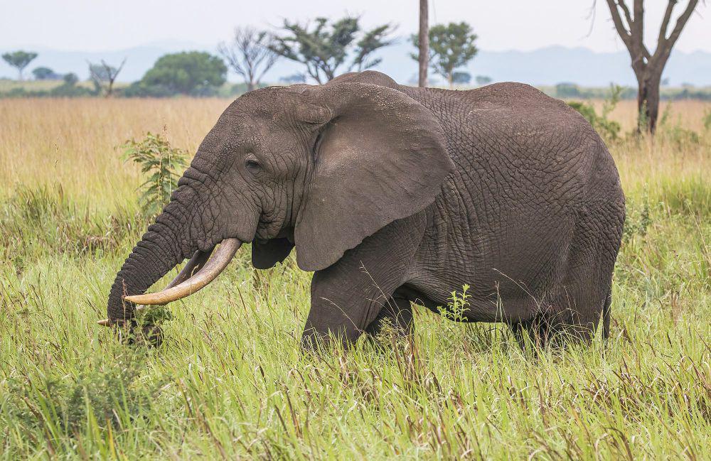 Gajah Afrika (commons.wikimedia.org/Charles J. Sharp)