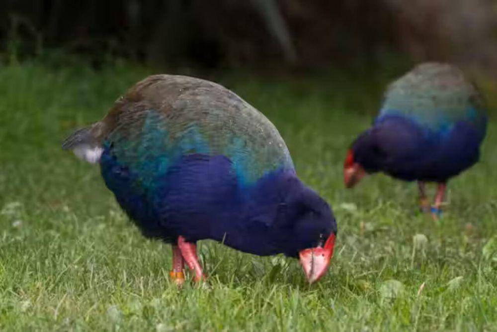 ilustrasi burung takahe (theconversation.com)
