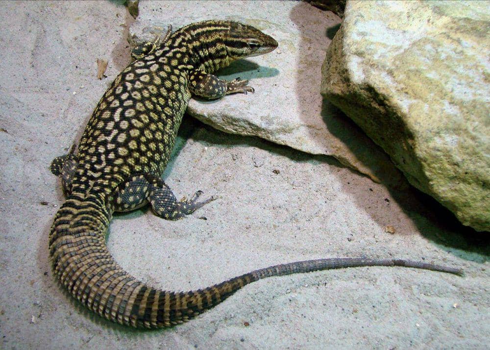 5 Fakta Ackie Monitor, Kadal Bertubuh Panjang dengan Cakar Tajam