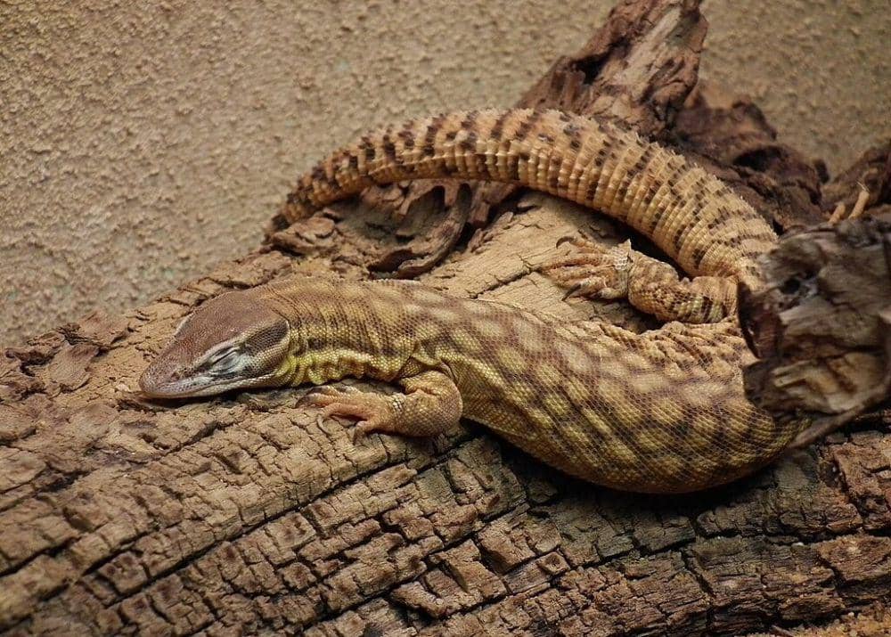 spiny-tailed monitor (commons.wikimedia.org/4028mdk09)