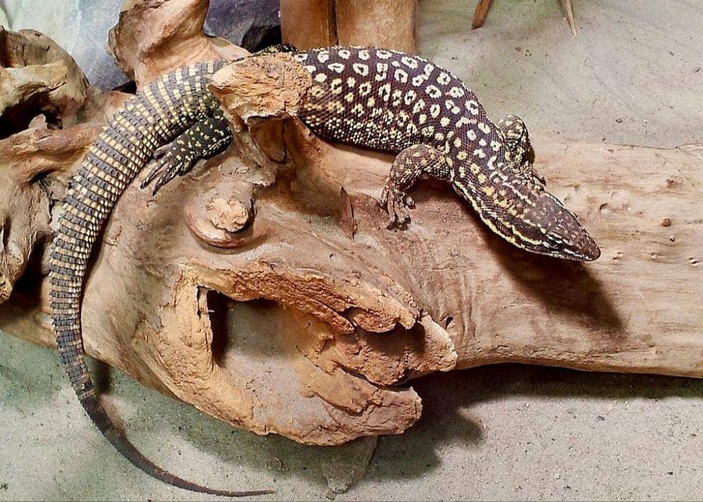 spiny-tailed monitor (commons.wikimedia.org/NasserHalaweh)